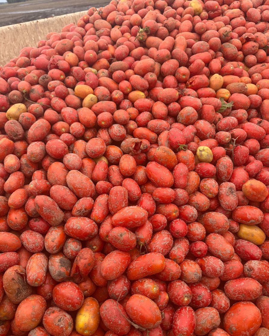 Fresh-picked tomatoes