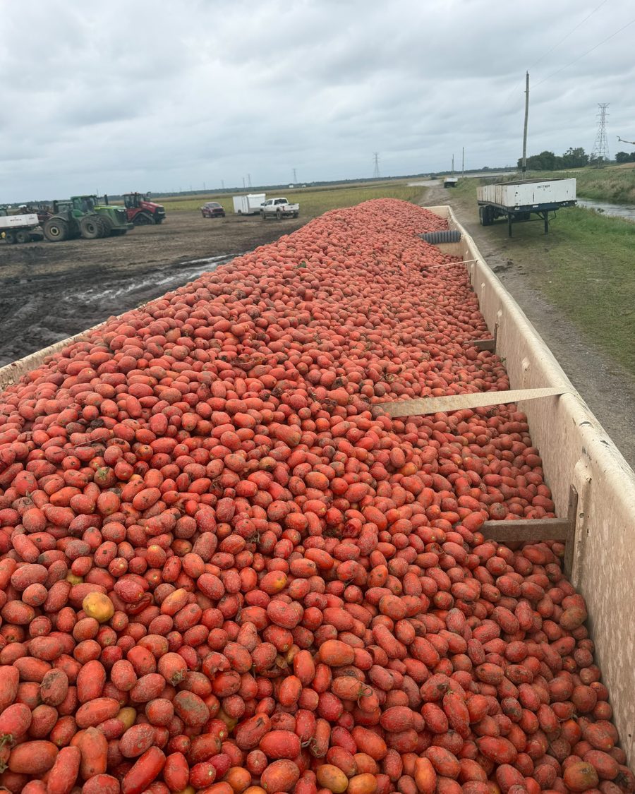 Tomato harvest loaded for transport
