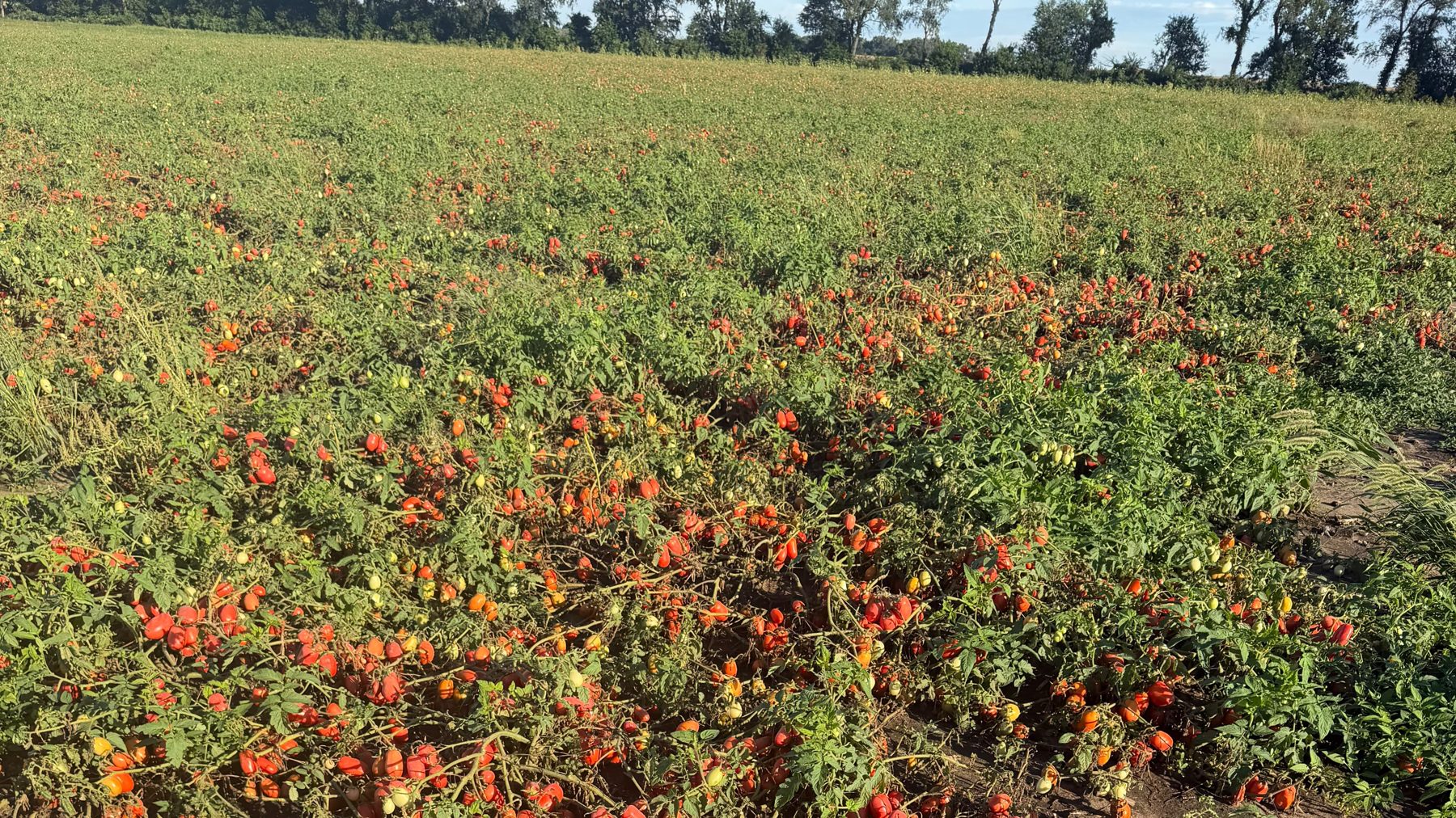 Tomato field in Indiana